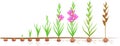 Life cycle of gladiolus plant. Stages of growth from planting corm to adult plant with flowers and seeds Royalty Free Stock Photo