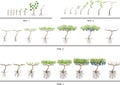 Life cycle of grapevine. Four year grapevine development and ripening stages. Spur pruning Royalty Free Stock Photo