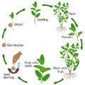 Life cycle of green tea camellia sinensis plant on a white background.