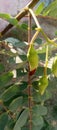 Life cycle of Hamming Bird Flowers