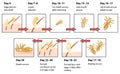 Life cycle of head lice