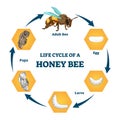 Life cycle of a honey bee vector illustration. Labeled educational stages. Royalty Free Stock Photo