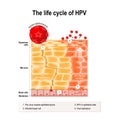 Life cycle of hpv Royalty Free Stock Photo