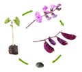 Life cycle of hyacinth bean isolated on white background. Growth stages of plant from seed to flowers and fruits