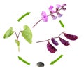 Life cycle of hyacinth bean isolated on white background. Growth stages of plant from seed to flowers and fruits Royalty Free Stock Photo