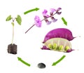 Life cycle of hyacinth bean isolated on white background. Growth stages of plant from seed to flowers and fruits Royalty Free Stock Photo