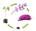 Life cycle of hyacinth bean isolated on white background. Growth stages of plant from seed to flowers and fruits Royalty Free Stock Photo