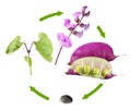 Life cycle of hyacinth bean isolated on white background. Growth stages of plant from seed to flowers and fruits