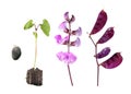 Life cycle of hyacinth bean isolated on white background. Growth stages of plant from seed to flowers and fruits Royalty Free Stock Photo