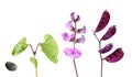 Life cycle of hyacinth bean isolated on white background. Growth stages of plant from seed to flowers and fruits