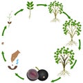 Life cycle of jaboticaba brazilian grape plant on a white background.