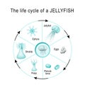 Life cycle of a jellyfish