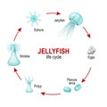 Life cycle of jellyfish from eggs to larva, Polyp, Strobila and Ephyra. Moon jelly Aurelia aurita