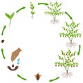 Life cycle of jojoba plant on a white background.