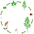Life cycle of kenaf plant on a white background.