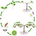 Life cycle of a kiwi plant on a white.