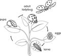 Life cycle of ladybug coloring page. Stages of development of ladybug from egg to adult insect