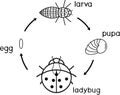 Life cycle of ladybug coloring page. Stages of development of ladybug from egg to adult insect