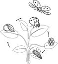 Life cycle of ladybug coloring page. Stages of development of ladybug from egg to adult insect