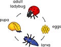 Life cycle of ladybug. Stages of development of ladybug from egg to adult insect