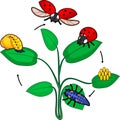 Life cycle of ladybug. Stages of development of ladybug from egg to adult insect Royalty Free Stock Photo
