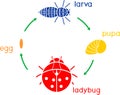 Life cycle of ladybug. Stages of development of ladybug from egg to adult insect Royalty Free Stock Photo