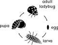 Life cycle of ladybug. Stages of development of ladybug from egg to adult insect