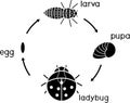 Life cycle of ladybug. Stages of development of ladybug from egg to adult insect Royalty Free Stock Photo