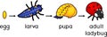 Life cycle of ladybug. Stages of development of ladybug from egg to adult insect Royalty Free Stock Photo