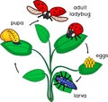 Life cycle of ladybug. Stages of development of ladybug from egg to adult insect Royalty Free Stock Photo