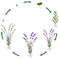 Life cycle of a lavender plant on a white background. Royalty Free Stock Photo