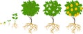 Life cycle of lemon tree. Stages of growth from seed and sprout to adult plant with fruits