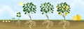 Life cycle of lemon tree. Stages of growth from seed and sprout to adult plant with fruits Royalty Free Stock Photo