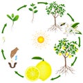 Life cycle of a lemon tree on a white background.