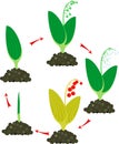 Life cycle of Lily of the valley or Convallaria majalis. Stages of growth from green sprout to adult plant