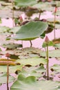 Lotus flower in lotus pond in the evening natre