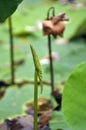 The life cycle of a lotus Royalty Free Stock Photo
