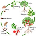 Life cycle of a lychee plant on a white background.