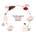 Life cycle of a malaria parasite Royalty Free Stock Photo