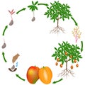 Life cycle of a mango plant on a white background.