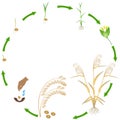 Life cycle of millet plant on a white background.