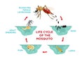Life Cycle of the Mosquito Royalty Free Stock Photo