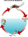Life cycle of mosquito Royalty Free Stock Photo
