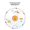 Life cycle of the mosquito: imago, eggs, pupa, larva.