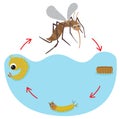 Life Cycle of the Mosquito Royalty Free Stock Photo
