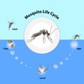 The life cycle of mosquitoes vector