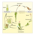 Life Cycle of a Moss