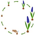 Life cycle of a muscari plant on a white background.