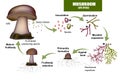 LIFE CYCLE MUSHROOM. Fruit body producing spores