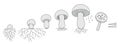 The life cycle of mushrooms. Stages of mushroom growth. Growing mycelium at home. Development stage animation